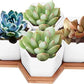 Succulent Oasis Collection, 4 Piece Bonsai Tray Set.