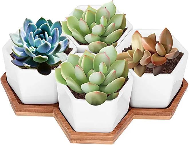 Succulent Oasis Collection, 4 Piece Bonsai Tray Set.