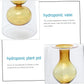 Hydroponic Clear Glass Vase, Decorative Container for Dry Flowers, Perfect Tabletop Decoration.